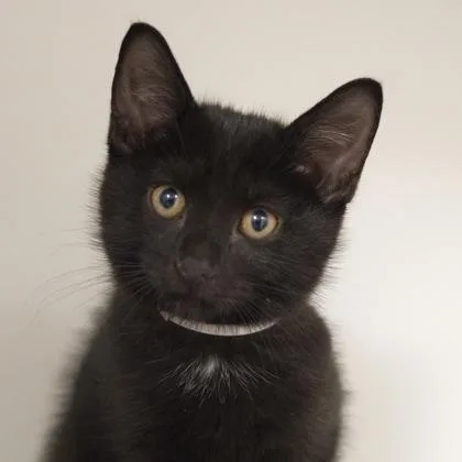 A baby small-sized male Domestic Short Hair cat named Beetle for adoption in Verona, WI