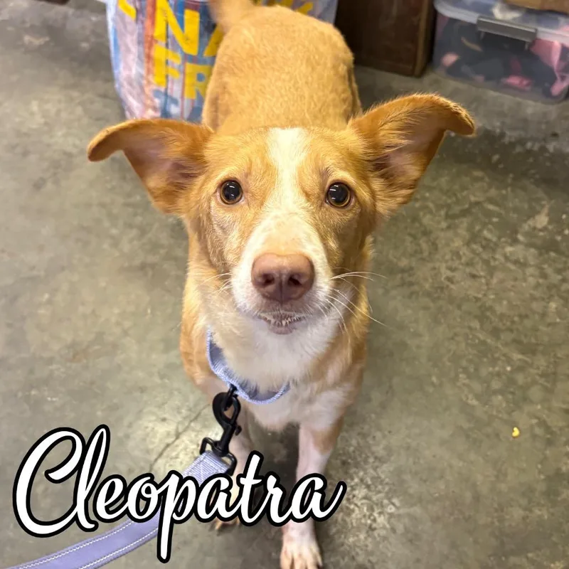 An adult medium-sized female Mixed Breed dog named Cleopatra for adoption in Hillsboro, OH