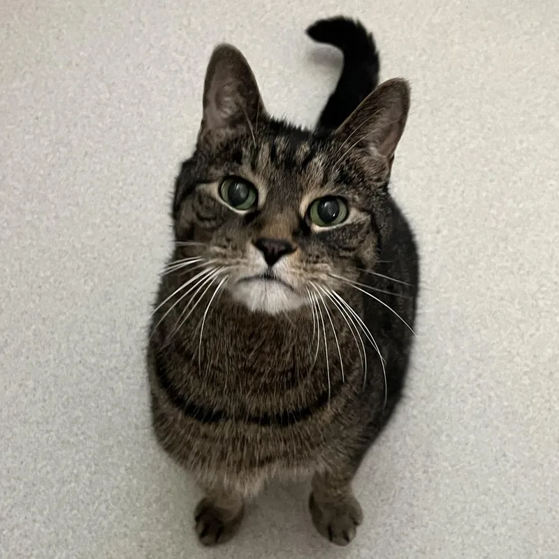 A senior large-sized male Brown / Chocolate Domestic Short Hair cat named Tigger$ for adoption in Springfield, MA