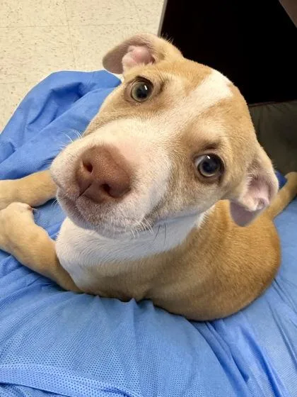 A young small-sized female Terrier dog named Bay for adoption in San Antonio, TX