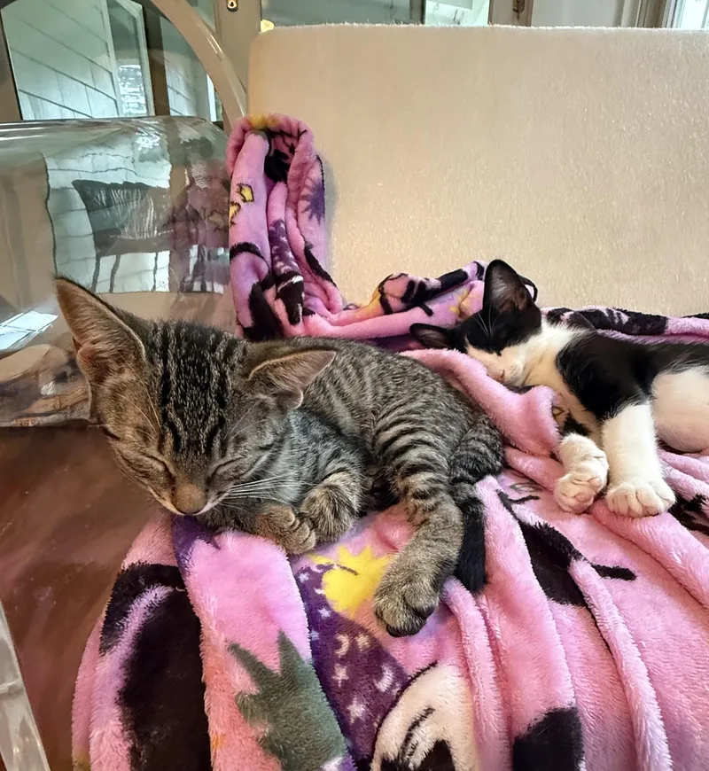 A baby small-sized female Tabby (Brown / Chocolate) American Shorthair cat named Flame and Brick the for adoption in Stamford, CT