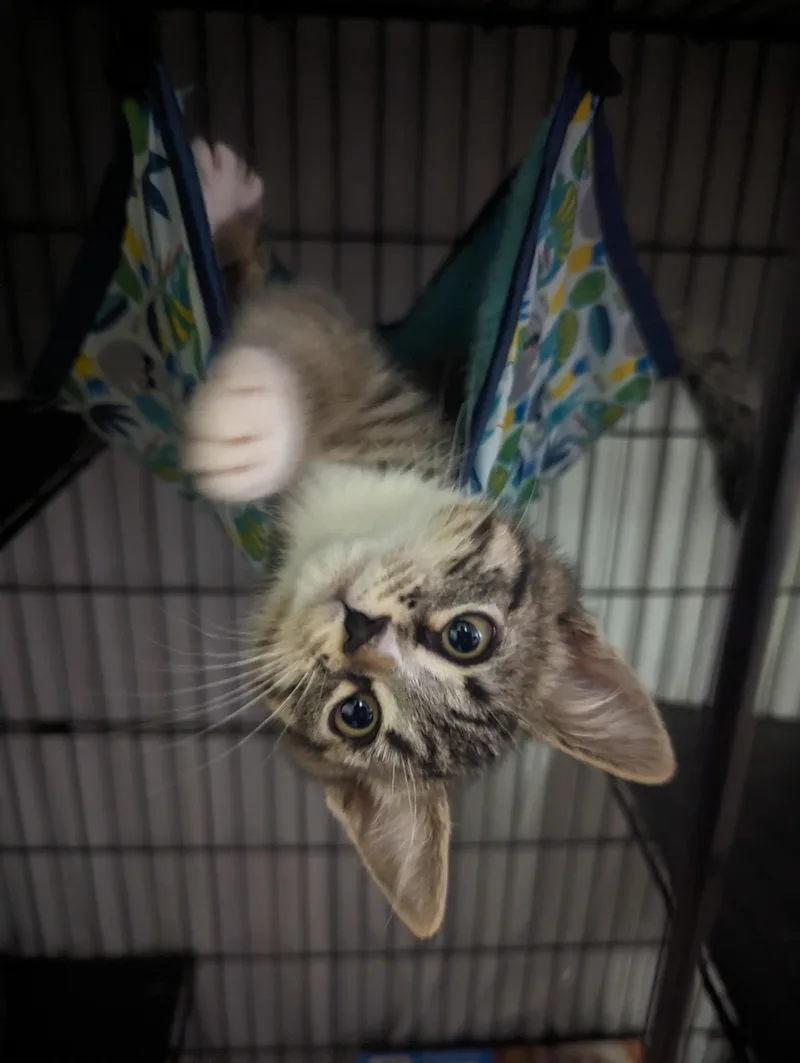 Tom Foolery thumbnail 5