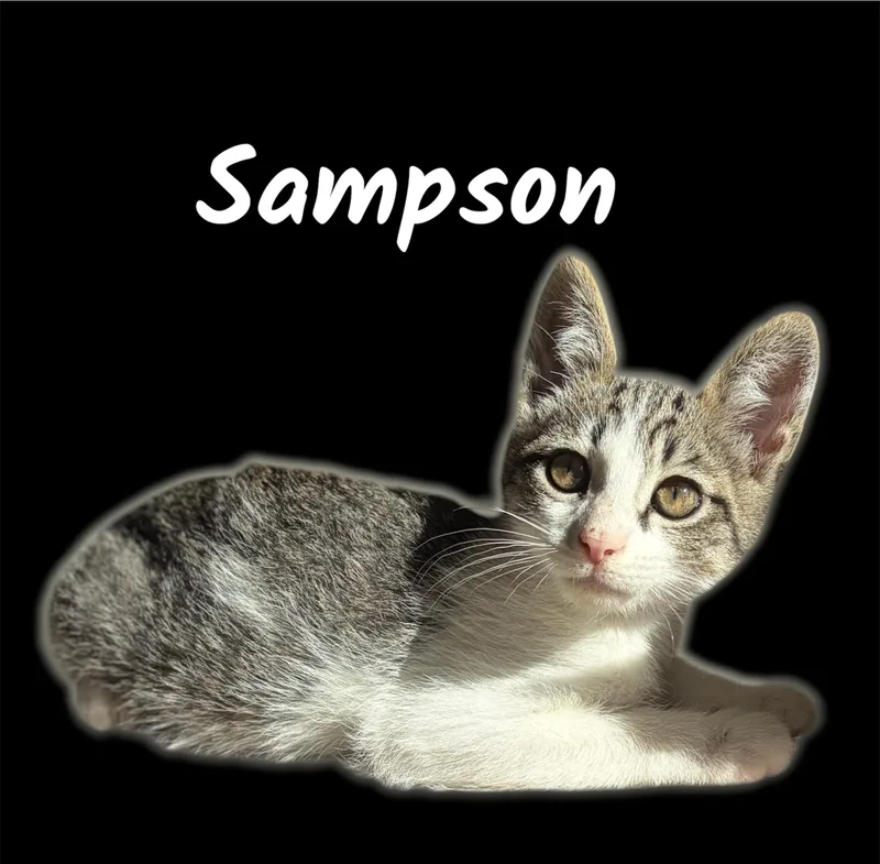 A baby small-sized male Tabby (Brown / Chocolate) Domestic Short Hair cat named Sampson for adoption in Auburn, CA