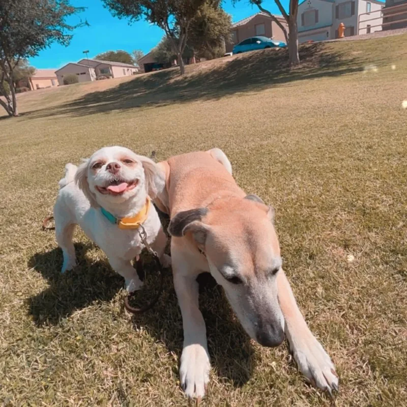 An adult small-sized male White / Cream Shih Tzu dog named Gibson for adoption in San Diego, CA