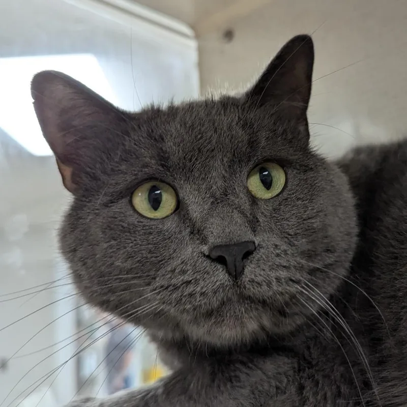 An adult large-sized male Gray / Blue / Silver Domestic Short Hair cat named Gandalf The Grey for adoption in Evansville, IN
