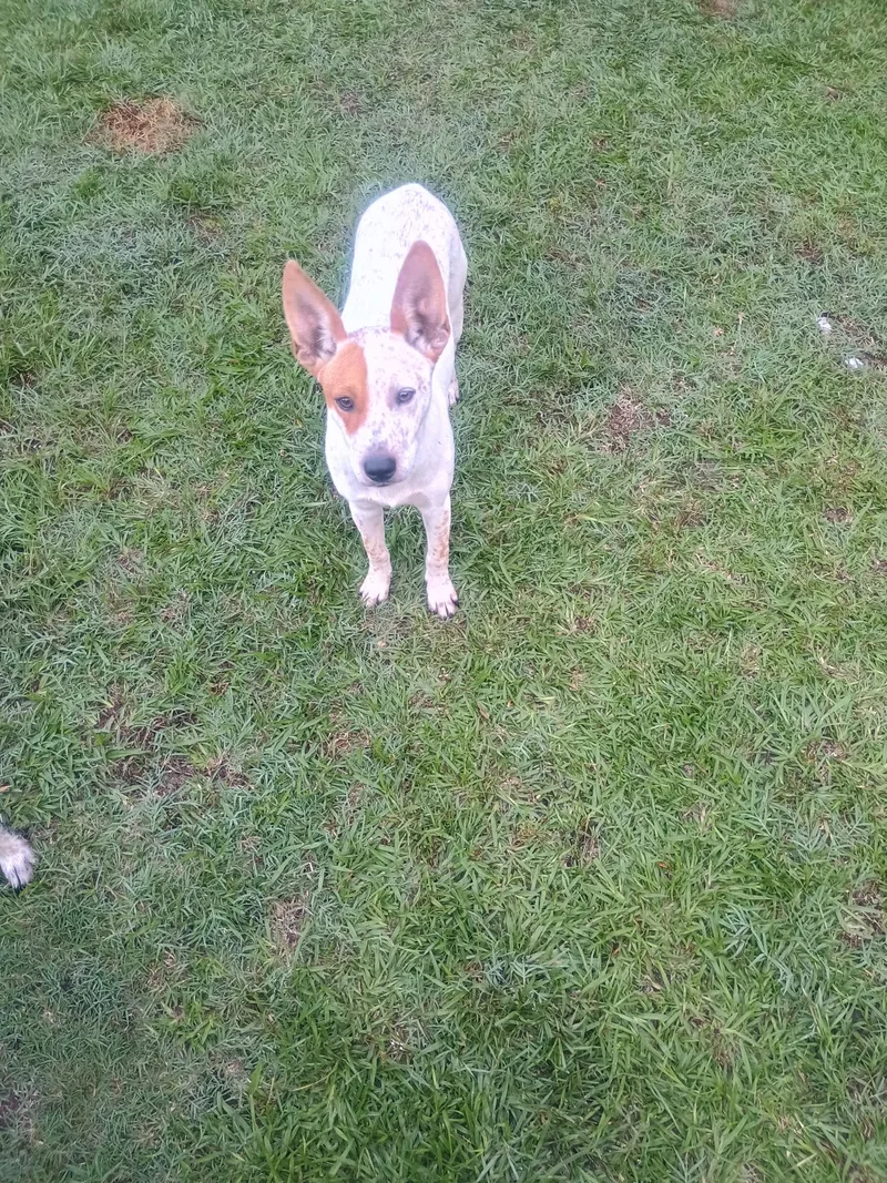 A young small-sized male Sable Rat Terrier dog named Buzz Lightyear for adoption in Pine Bluff, AR