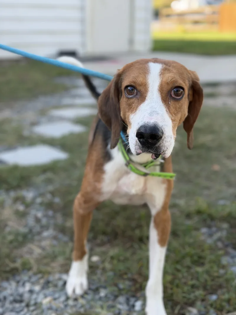 An adult medium-sized male Hound dog named Waylon for adoption in Gloucester, VA