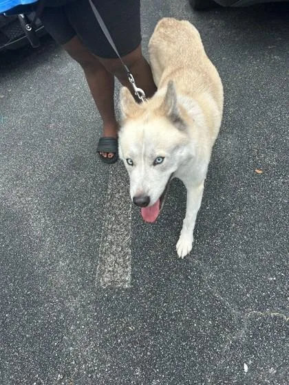 An adult large-sized female Husky dog named Snow for adoption in Savannah, GA
