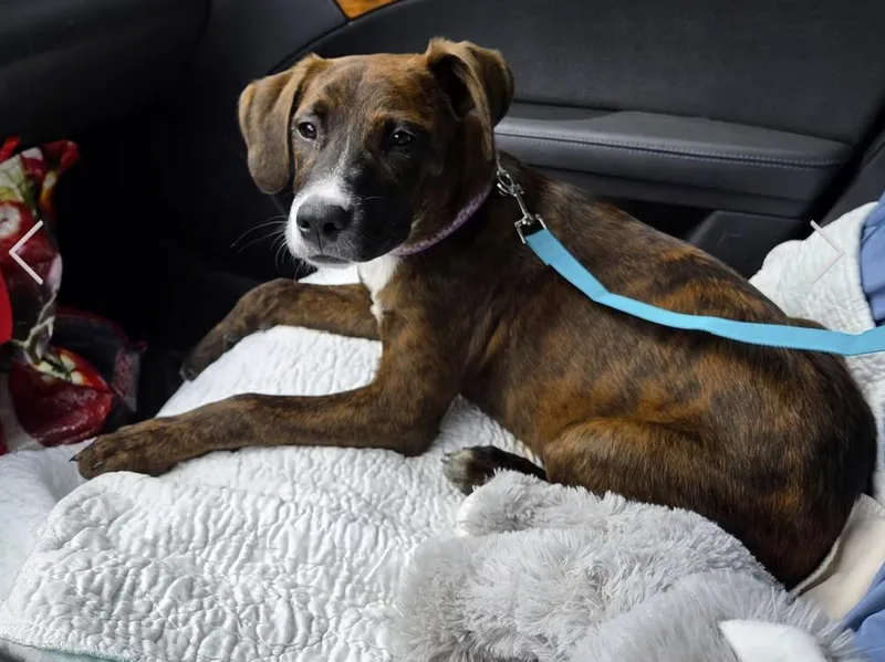 A baby medium-sized female Brindle Boxer dog named Brindlee for adoption in Pleasant Valley, NY