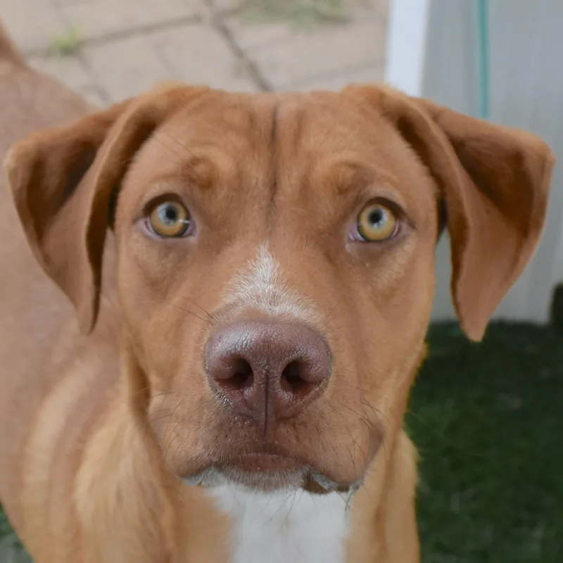 A young medium-sized female Great Pyrenees dog named Toastybean for adoption in Auburn, NE