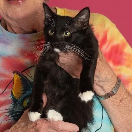 A baby small-sized male Domestic Medium Hair cat named PK aka Precious for adoption in Tulsa, OK