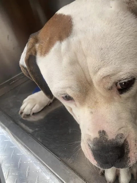An adult large-sized male Mixed Breed dog named Max for adoption in Dallas, TX