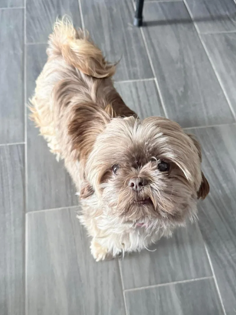 Honey Bee thumbnail 2