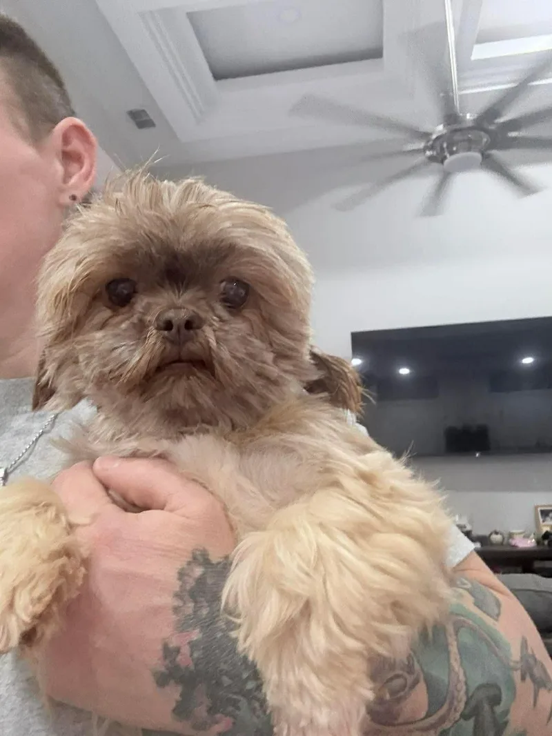 Honey Bee thumbnail 3