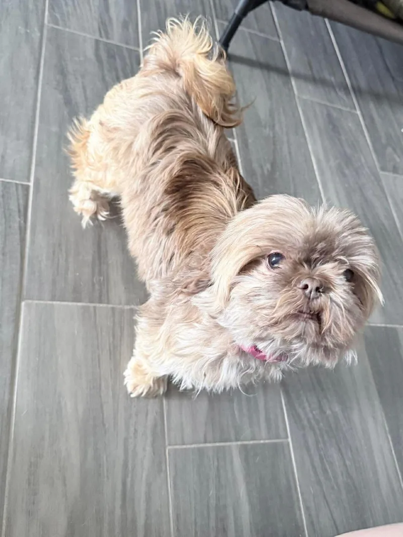 Honey Bee thumbnail 4