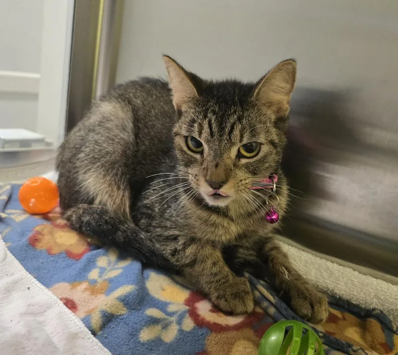 An adult medium-sized female Tabby (Brown / Chocolate) Domestic Short Hair cat named Basil for adoption in Dickson, TN