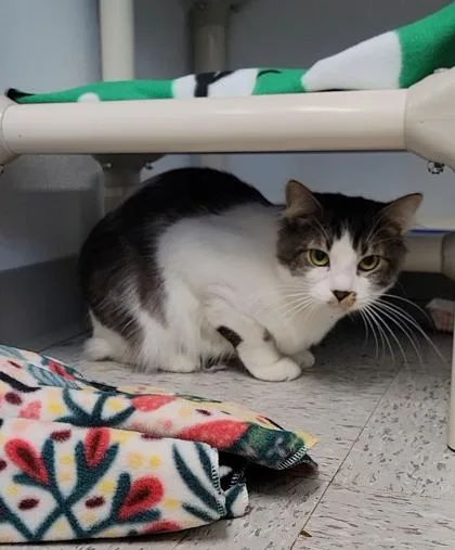 An adult medium-sized male Domestic Medium Hair cat named Eros for adoption in Elmira, NY