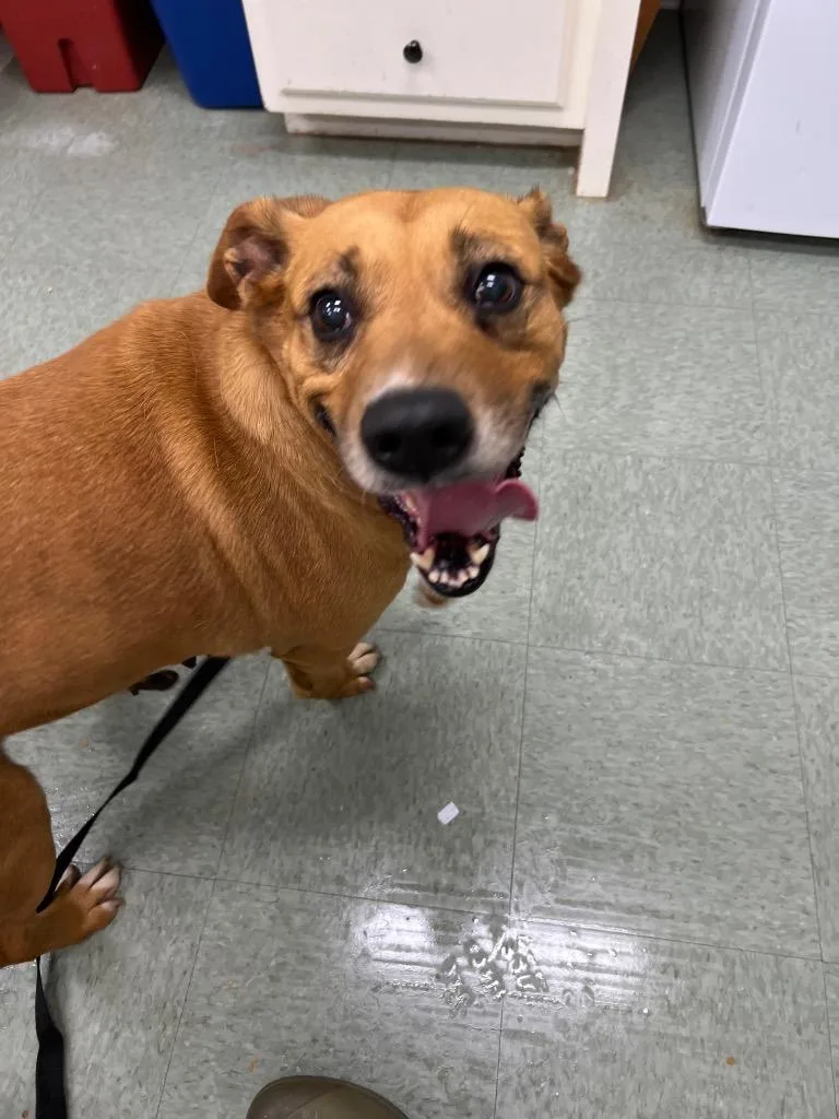A senior medium-sized female Mixed Breed dog named Leilani for adoption in Danielsville, GA