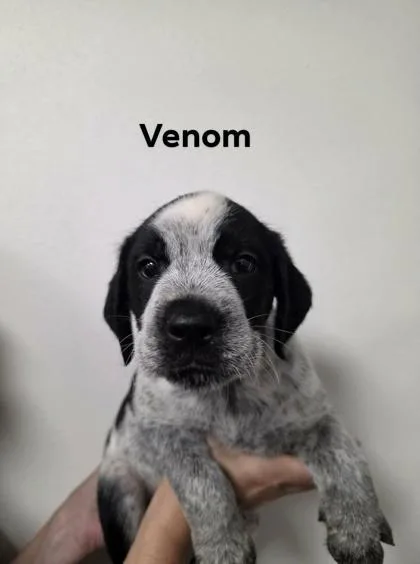 Venom