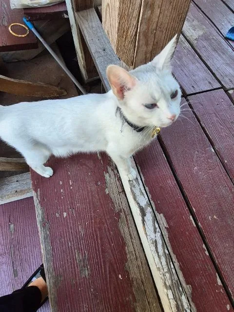 A baby small-sized female Domestic Short Hair cat named Maple Syrup for adoption in Corpus Christi, TX