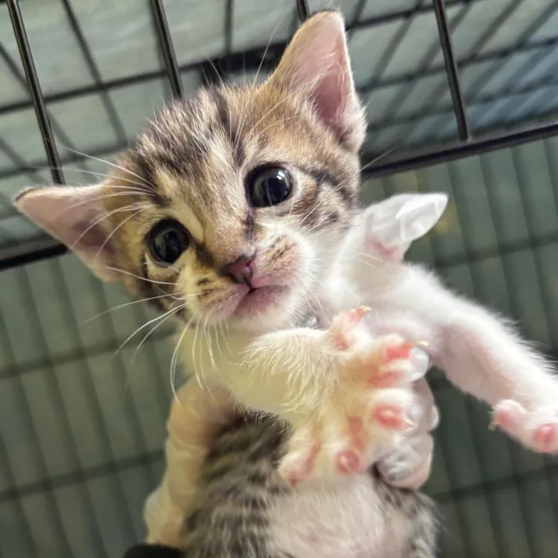 Maple Syrup thumbnail 3