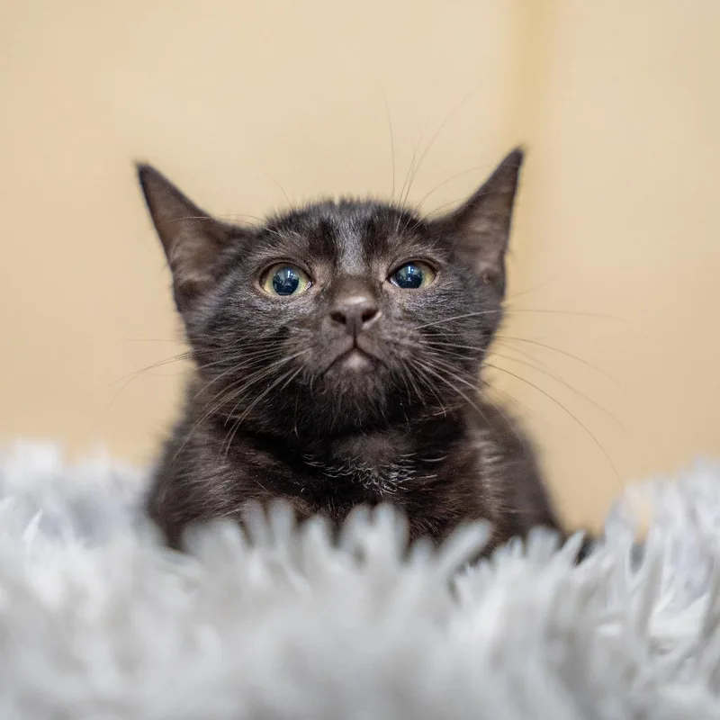 A baby small-sized male Black Domestic Short Hair cat named Stan for adoption in Gainesville, GA