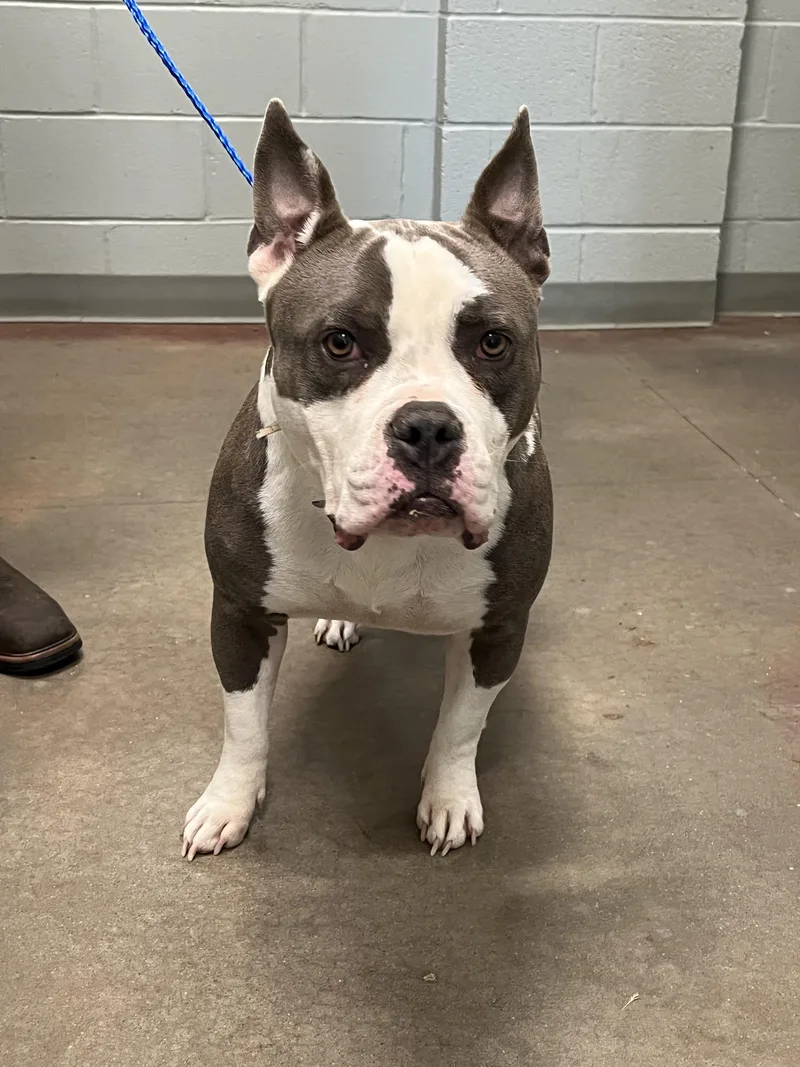 An adult medium-sized female Gray / Blue / Silver Pit Bull Terrier dog named 26-189 for adoption in Amityville, NY