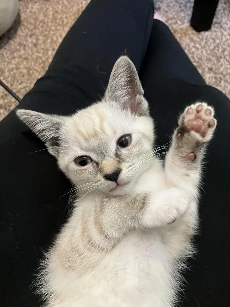 A baby medium-sized female Siamese cat named Clarice for adoption in Hillsboro, OR