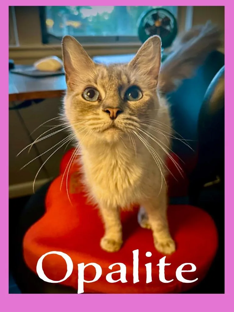 A young medium-sized female Siamese cat named Opalite for adoption in Hoover , AL