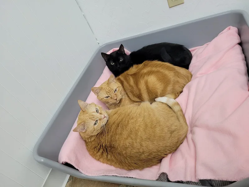 A senior large-sized male Domestic Short Hair cat named Snuggles Cuddles for adoption in McDonald, PA