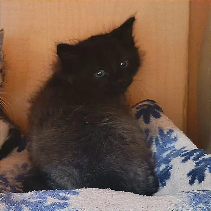 A baby small-sized male Black Domestic Long Hair cat named Joe for adoption in Washington Township, OH