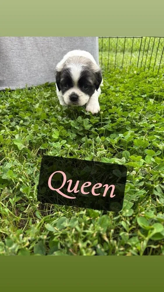 Queen