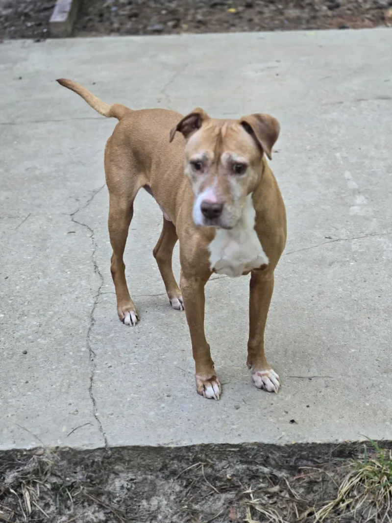 A senior medium-sized male Red / Chestnut / Orange Pit Bull Terrier dog named Augustus for adoption in Valdosta, GA