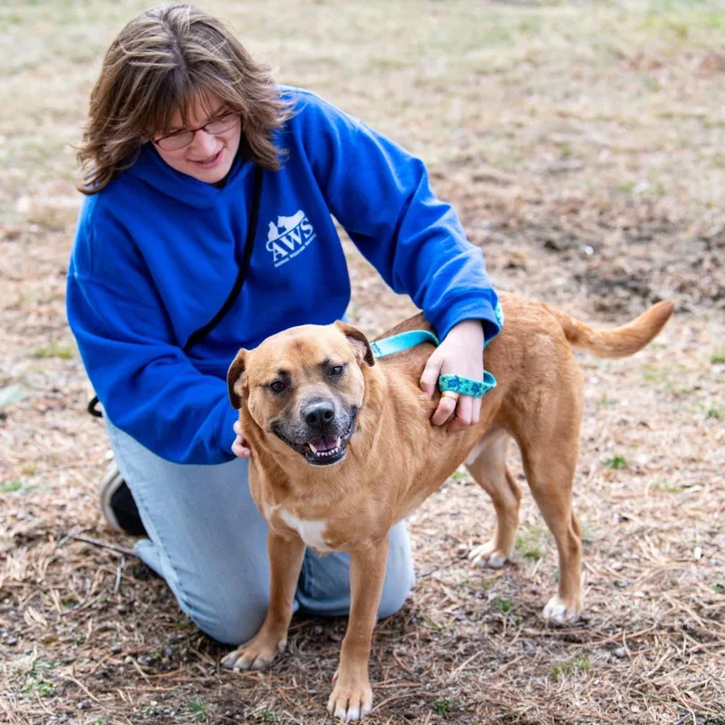 An adult large-sized male Yellow / Tan / Blond / Fawn Mixed Breed dog named Max for adoption in Kennebunk, ME