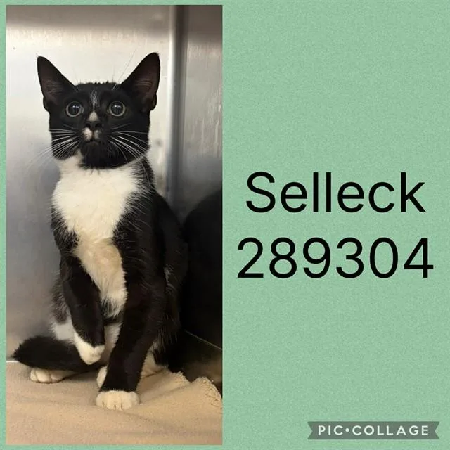 A baby small-sized male Domestic Short Hair cat named Selleck for adoption in Macon, GA