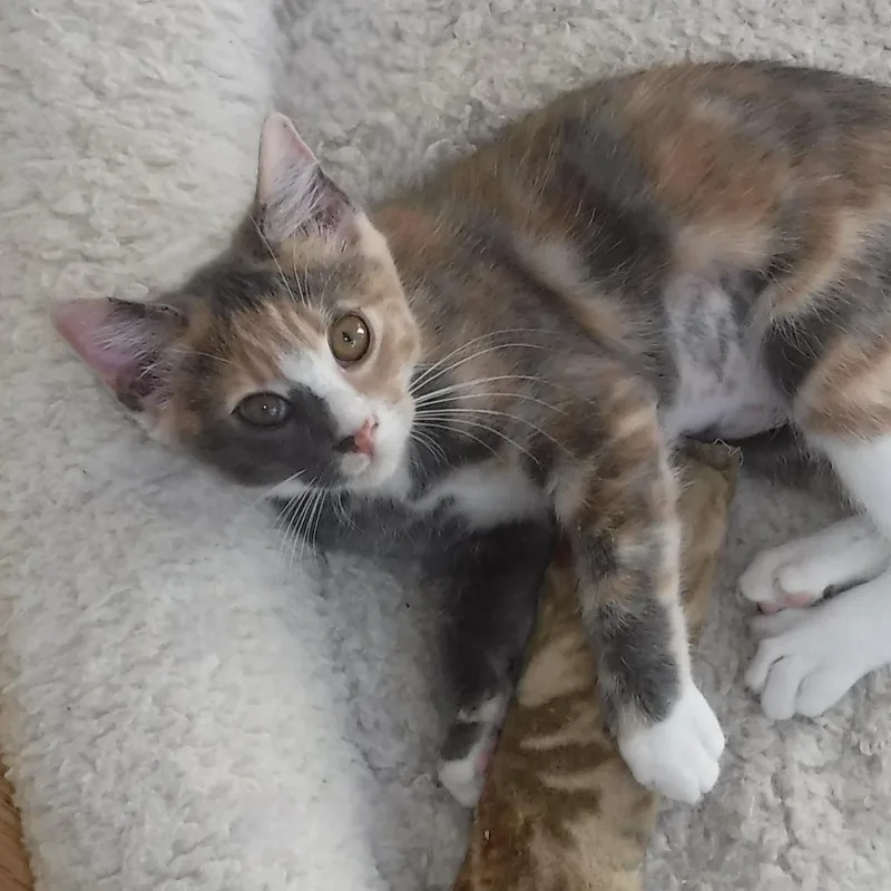 A baby medium-sized female Dilute Calico cat named Nellie  Lovely Dilute for adoption in Hoquiam, WA