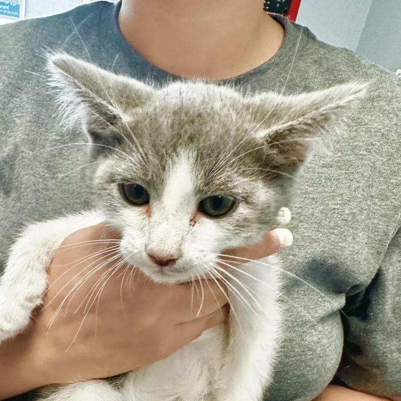 An adult extra large-sized male Gray / Blue / Silver Domestic Short Hair cat named Oliver for adoption in Port Charlotte, FL