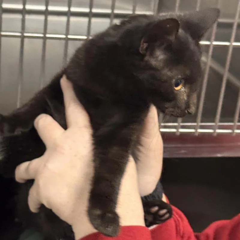A baby small-sized male Black Domestic Short Hair cat named Pennywise for adoption in Marion, VA