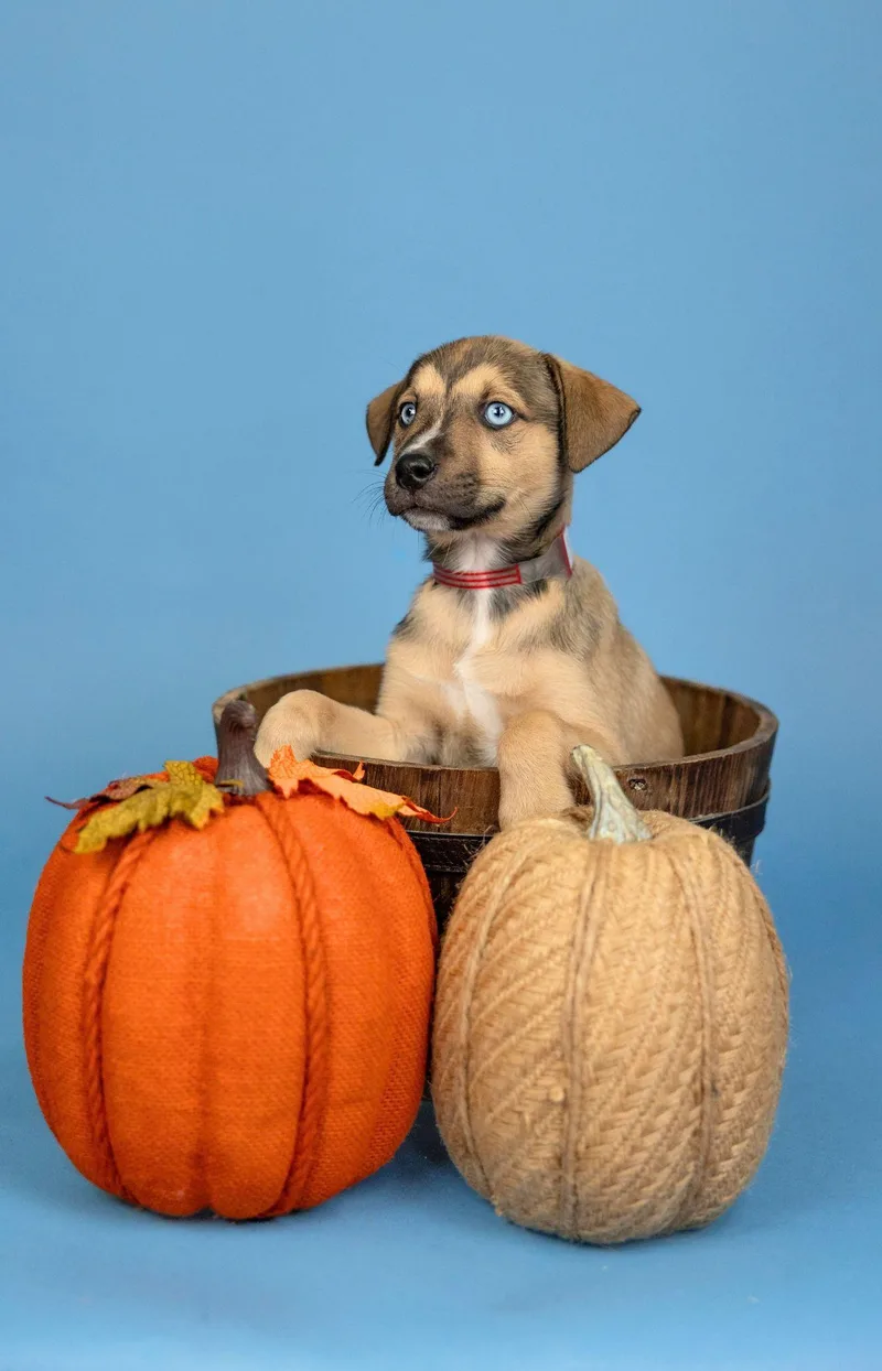 A baby medium-sized female Shepherd dog named 829-26 for adoption in Brighton, CO