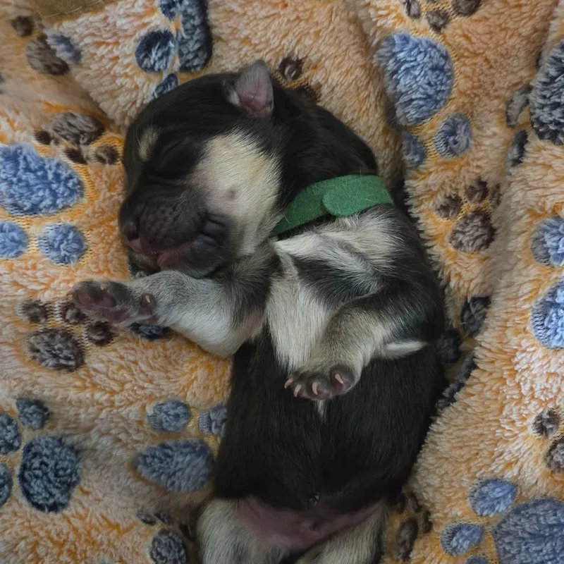 A baby small-sized male Black Shepherd dog named Adobo for adoption in Chandler, AZ