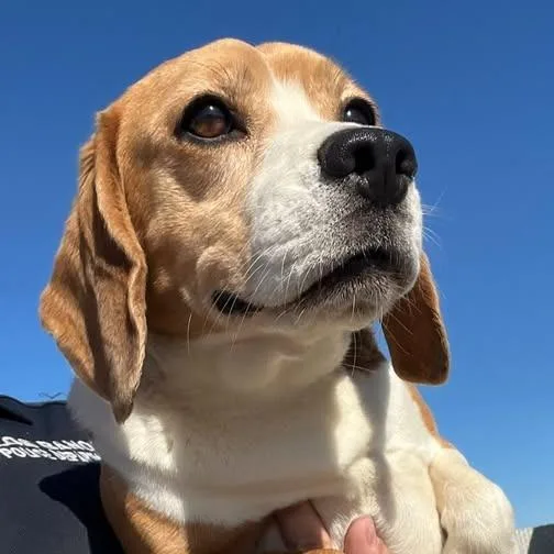 Impala
