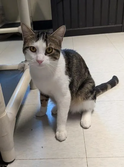 A young medium-sized male Domestic Short Hair cat named Washy for adoption in Bridgewater, NJ