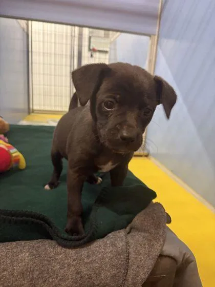 A baby small-sized male Terrier dog named Winston for adoption in Shawano, WI