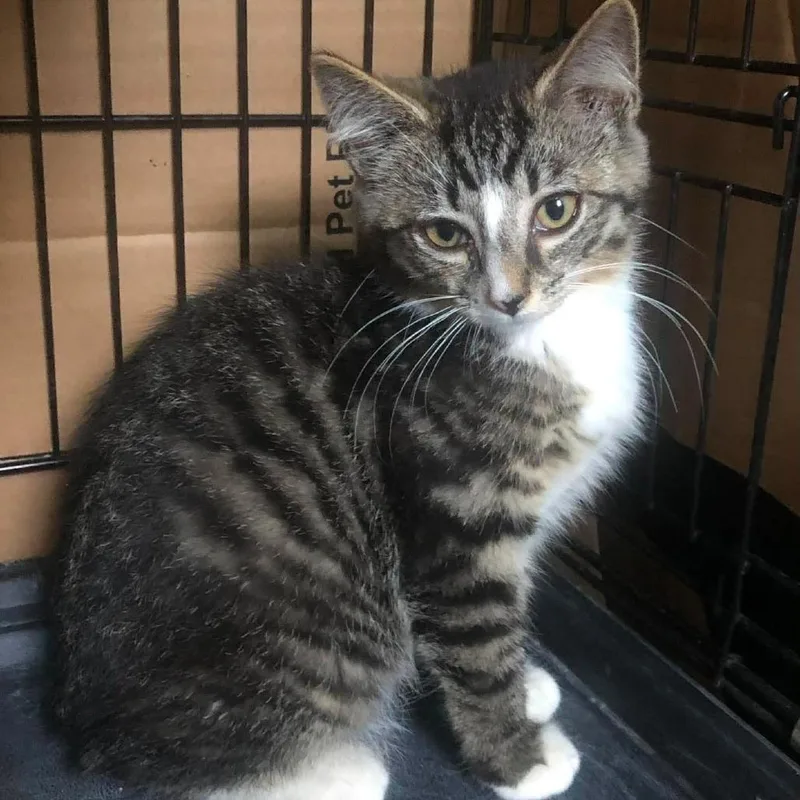 A baby small-sized male Brown / Chocolate Domestic Short Hair cat named Franklin for adoption in Johnstown, PA