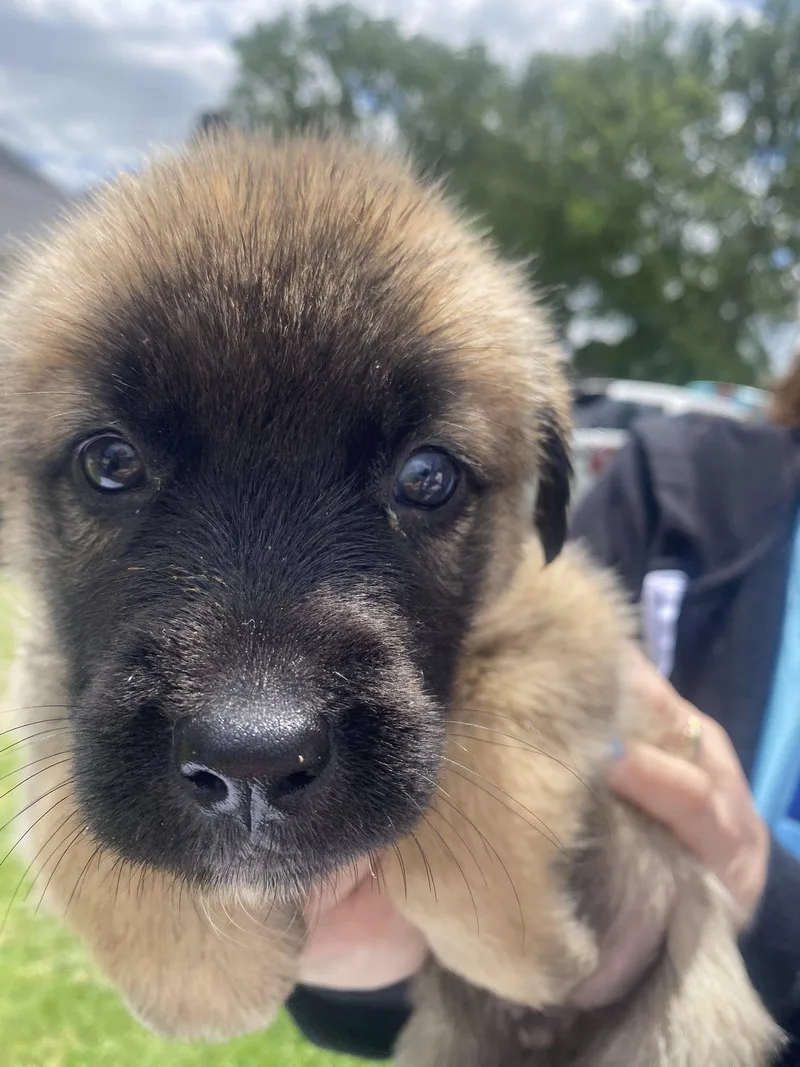 A baby medium-sized male Shepherd dog named Yogi for adoption in Berlin, NJ