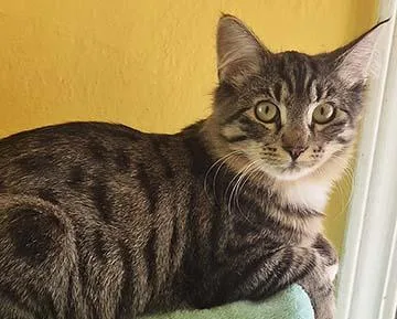 A baby medium-sized female Tabby (Brown / Chocolate) Tabby cat named Butterfly for adoption in Tiburon, CA