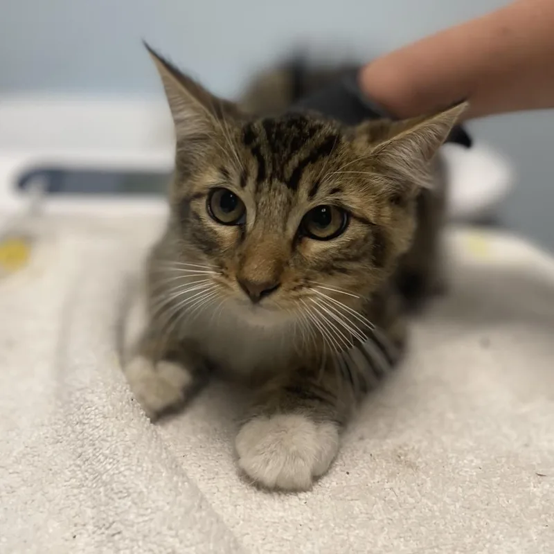 A baby small-sized male Brown / Chocolate Domestic Medium Hair cat named Dusty for adoption in Riverside, CA