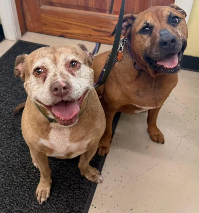 A senior large-sized female Yellow / Tan / Blond / Fawn Bulldog dog named Stella for adoption in Pawleys Island, SC