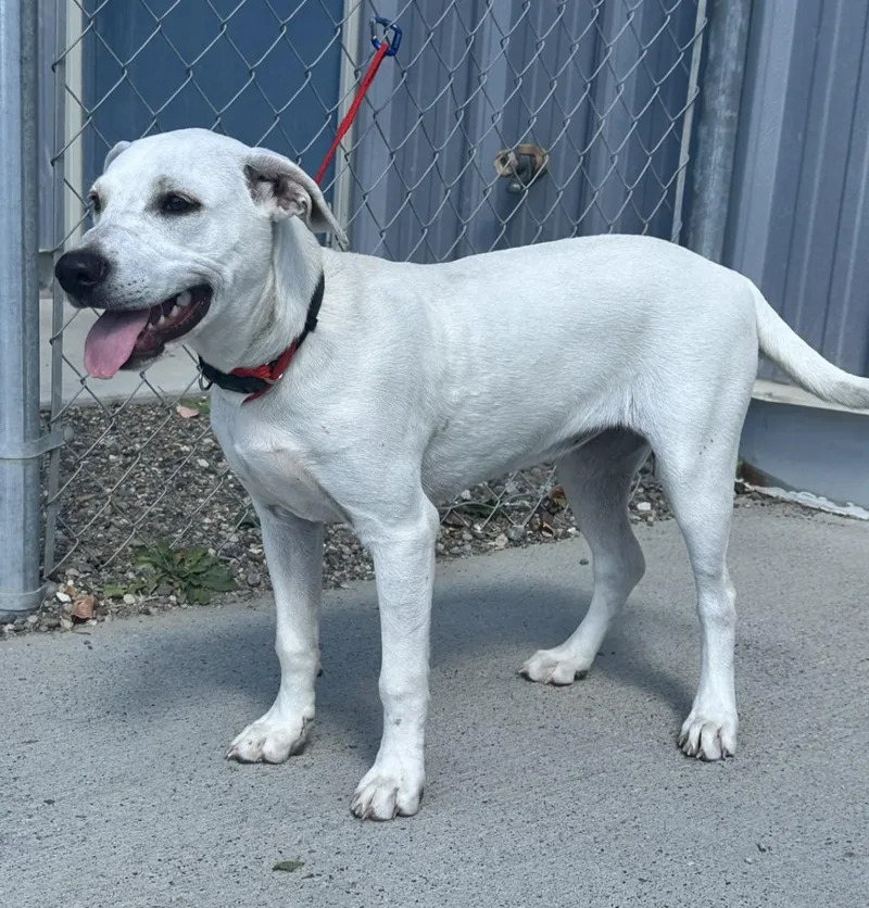 A baby medium-sized female Retriever dog named Anna for adoption in Elko, NV