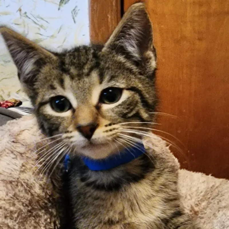 A baby small-sized male Brown / Chocolate Extra-Toes Cat / Hemingway Polydactyl cat named Sammy Polydactyl @pawz Pet for adoption in Carmel, IN